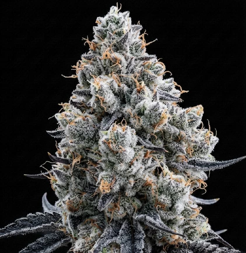 Planta de Mochaccino Cream